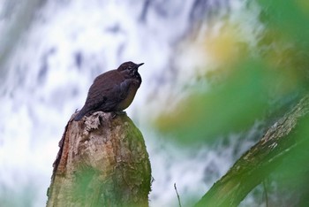 Brown Dipper 湯滝 Sun, 10/16/2022