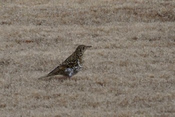 White's Thrush 希望ヶ丘文化公園 Sun, 2/11/2018