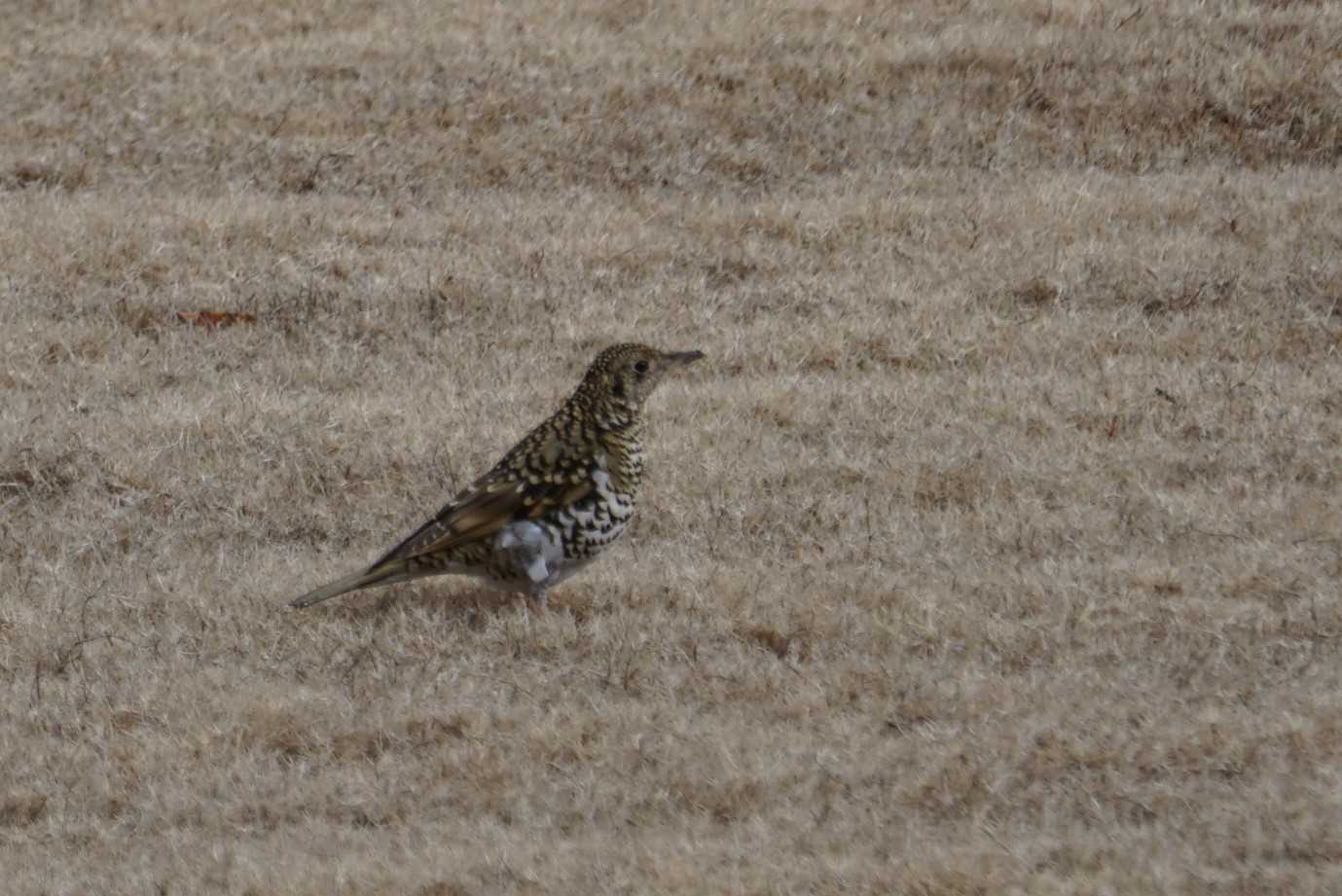 トラツグミ