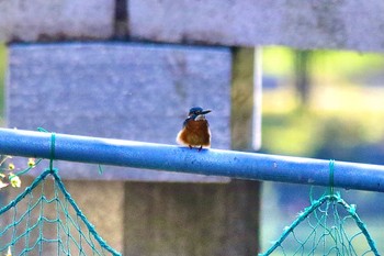 カワセミ 周南緑地公園(山口県周南市) 2022年10月20日(木)