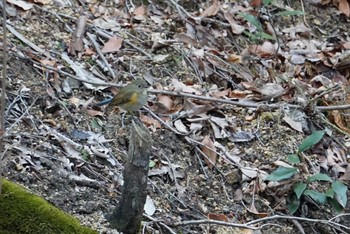 Red-flanked Bluetail 希望ヶ丘文化公園 Sun, 2/11/2018