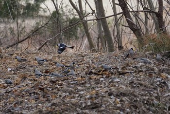 Japanese Grosbeak 希望ヶ丘文化公園 Sun, 2/11/2018