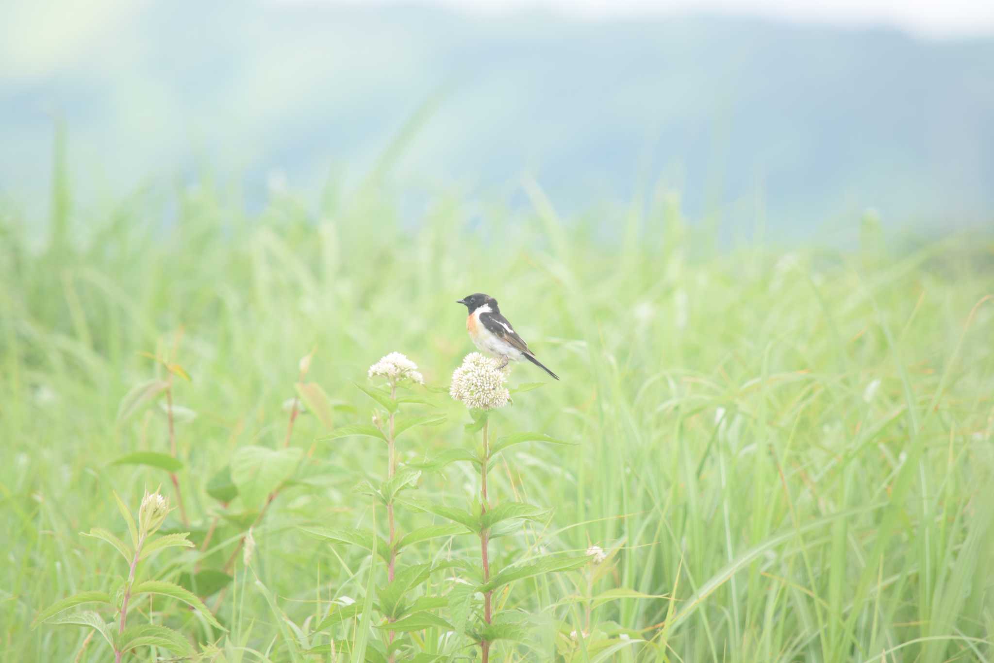 霧ヶ峰高原 ノビタキの写真 by みやさん