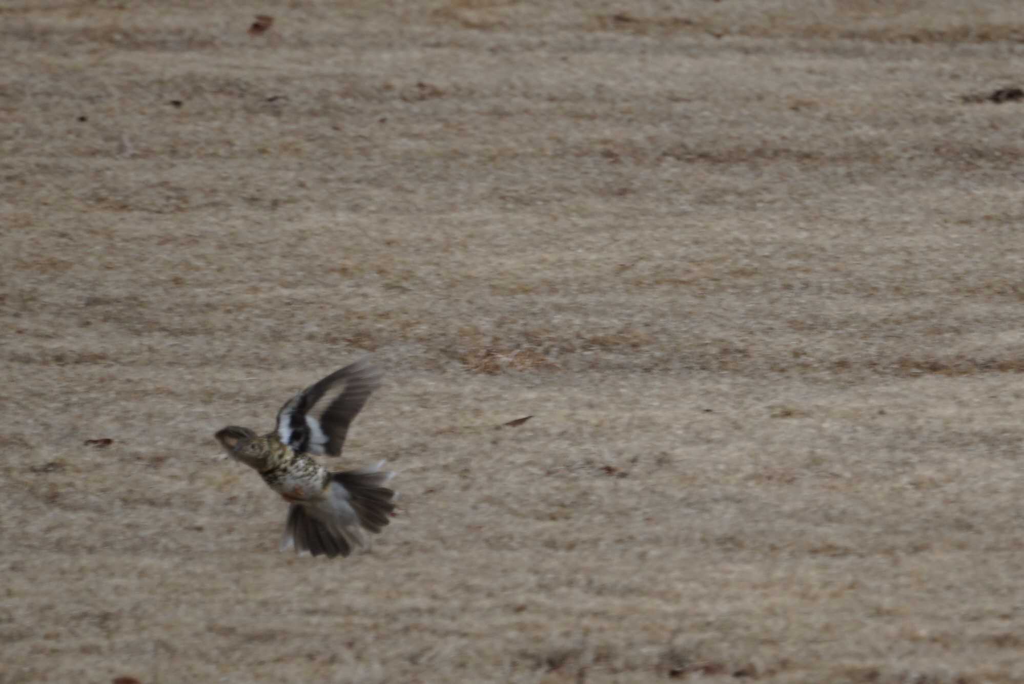 Photo of White's Thrush at 希望ヶ丘文化公園 by マル