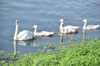 2022年7月18日(月) 手賀沼の野鳥観察記録