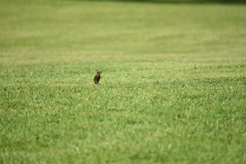 ホオジロ 西湖野鳥の森公園 2022年8月10日(水)