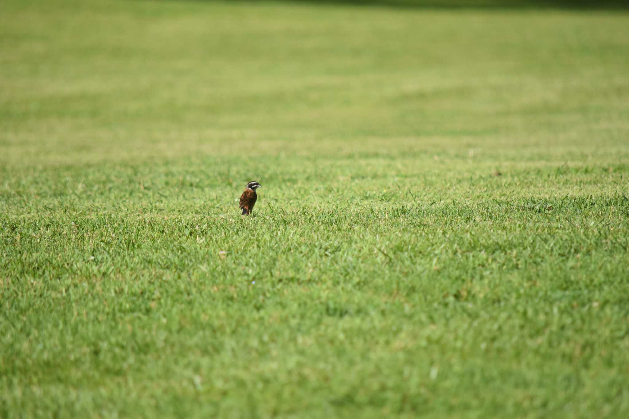 西湖野鳥の森公園 ホオジロの写真 by みやさん