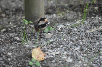 ヤマガラ 西湖野鳥の森公園 2022年8月10日(水)