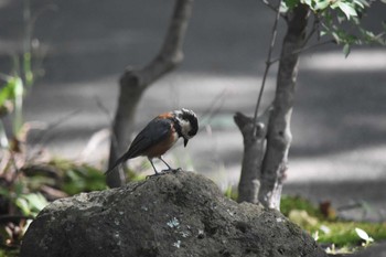 2022年8月10日(水) 西湖野鳥の森公園の野鳥観察記録