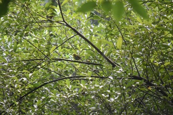 2022年8月10日(水) 八ヶ岳の野鳥観察記録