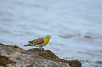 2022年9月10日(土) 大磯照ヶ崎海岸の野鳥観察記録