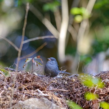 2018年2月14日(水) 中山寺(奥之院)の野鳥観察記録