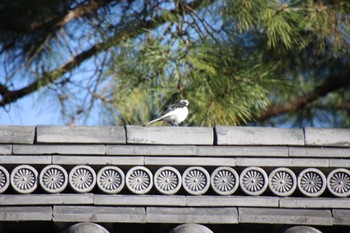 2022年10月21日(金) 京都御苑の野鳥観察記録