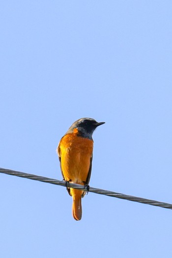 Daurian Redstart 宮城県仙台市 Fri, 10/21/2022