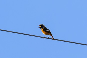 Daurian Redstart 宮城県仙台市 Fri, 10/21/2022