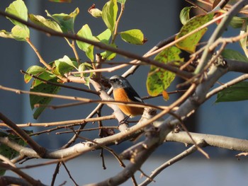 Daurian Redstart 三重県四日市市 Fri, 10/21/2022