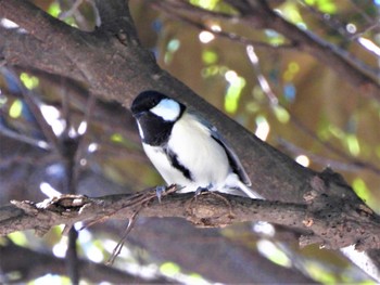 Japanese Tit 平塚市総合公園 Fri, 10/21/2022