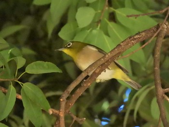 Warbling White-eye 平塚市総合公園 Fri, 10/21/2022