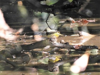 Grey Wagtail 平塚市総合公園 Fri, 10/21/2022