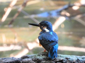 Common Kingfisher 平塚市総合公園 Fri, 10/21/2022