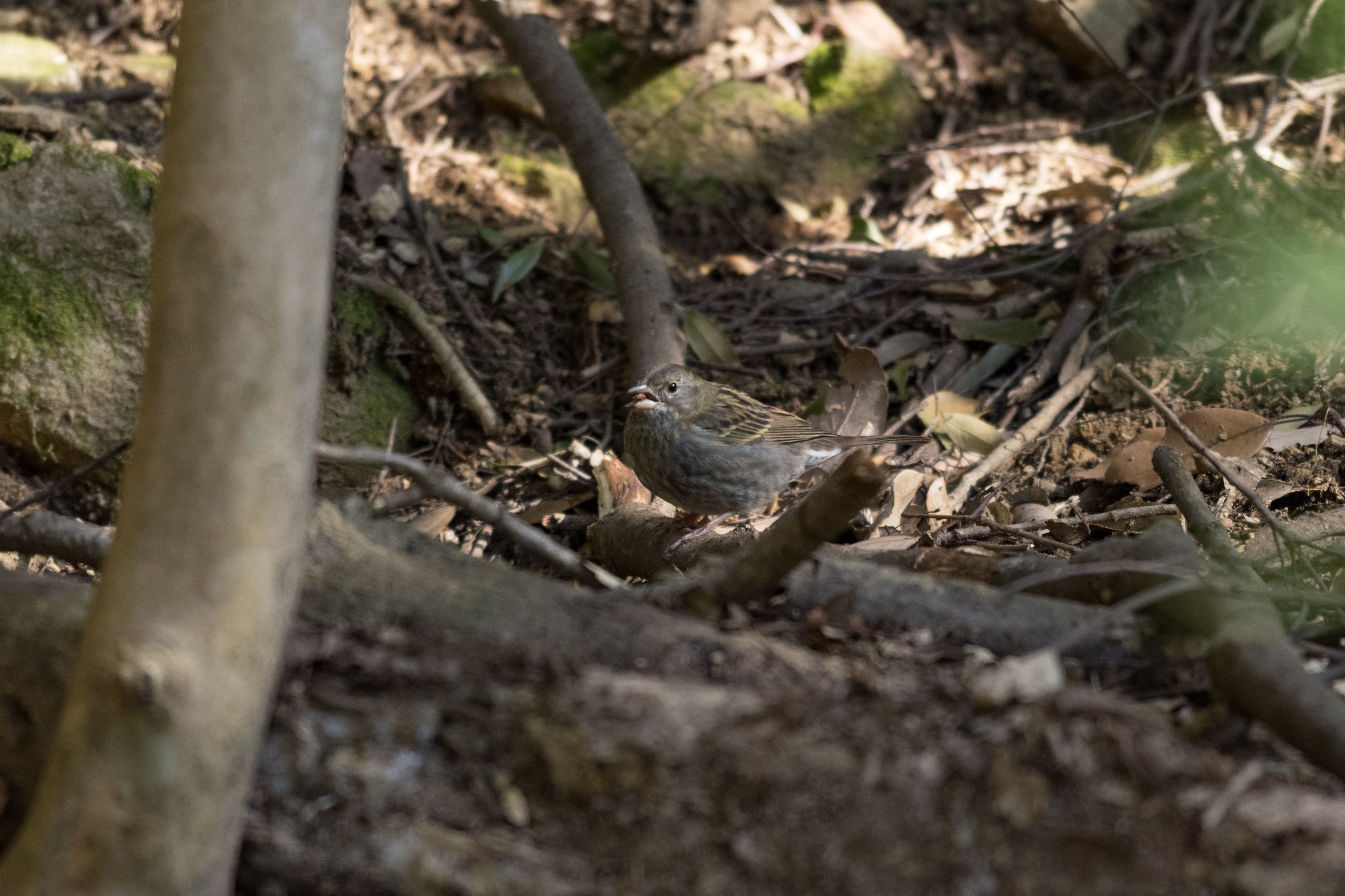 Photo of Grey Bunting at 中山寺(奥之院) by アール・ケー