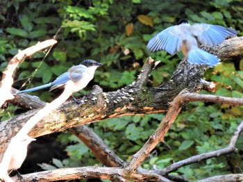 Azure-winged Magpie 平塚市総合公園 Fri, 10/21/2022