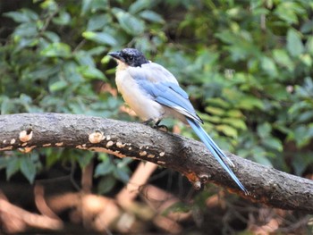 Azure-winged Magpie 平塚市総合公園 Fri, 10/21/2022