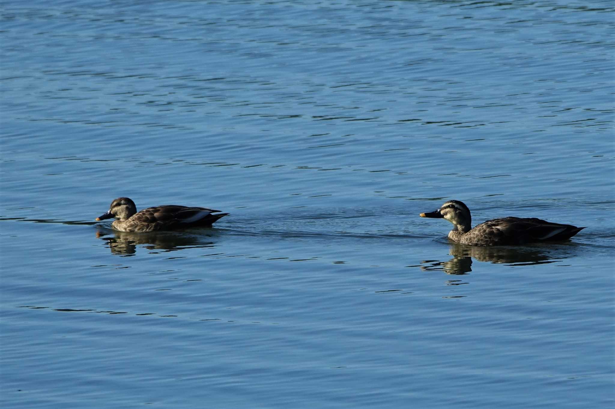 Eastern Spot-billed Duck