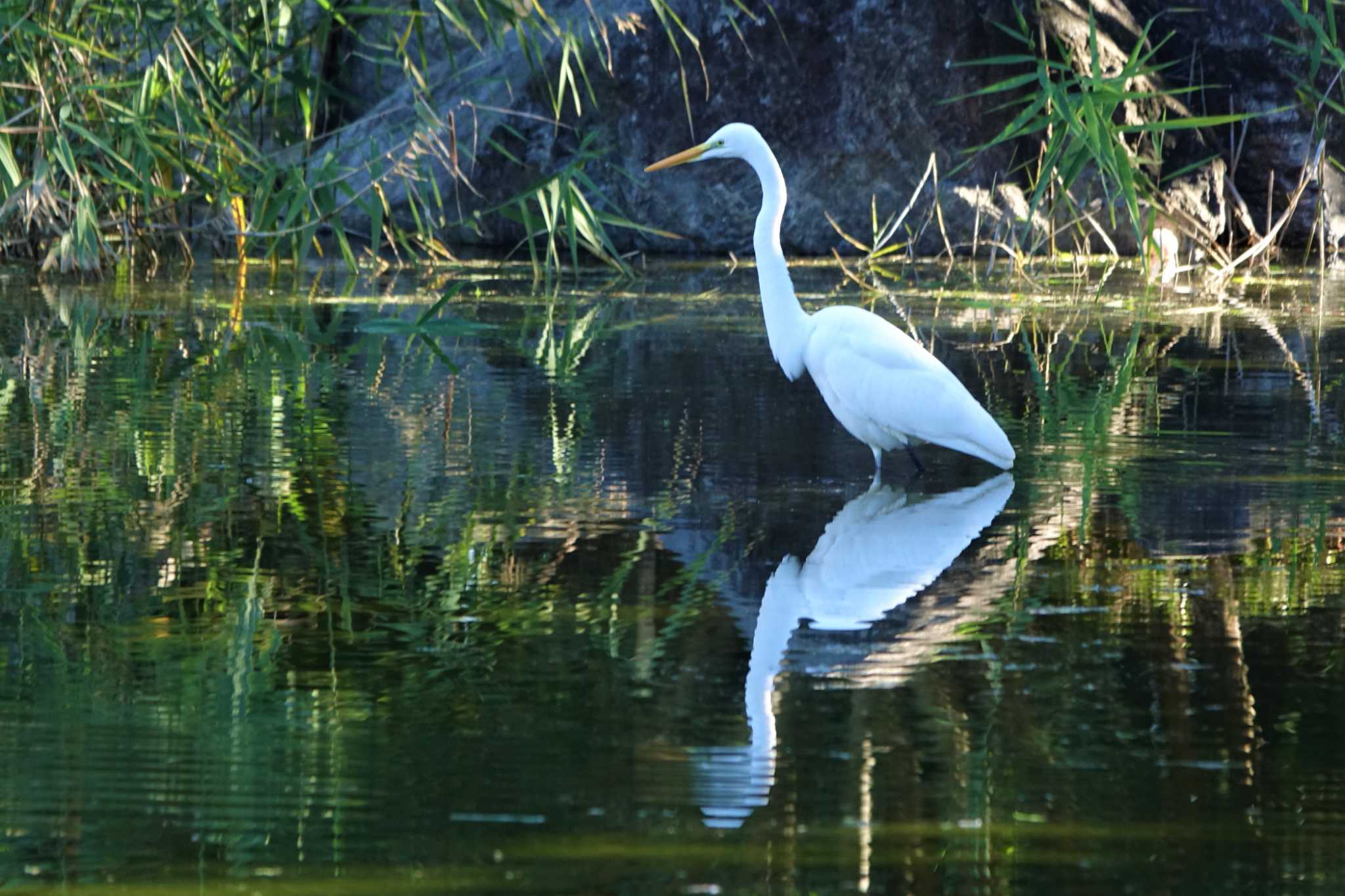 Great Egret