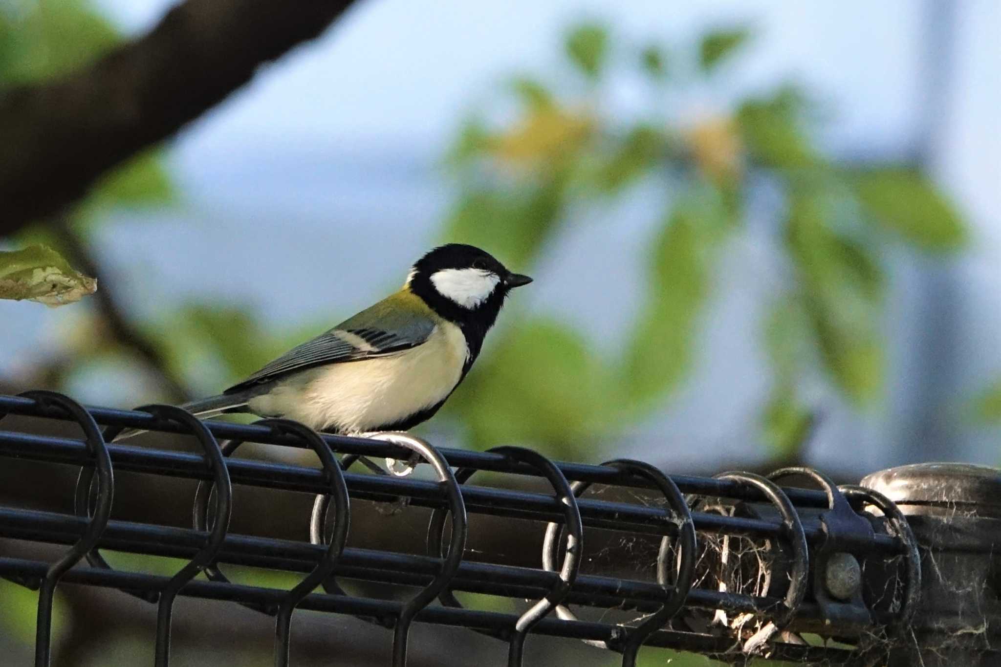 Japanese Tit