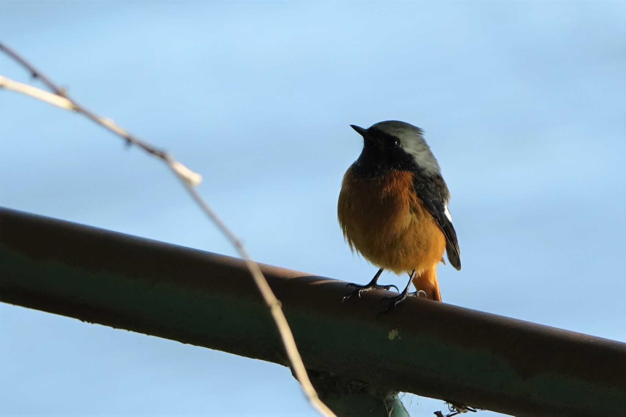 Daurian Redstart