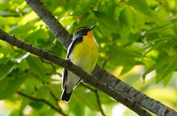 Narcissus Flycatcher Osaka castle park Fri, 10/21/2022