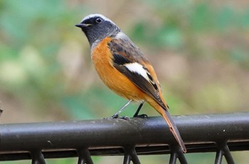 Daurian Redstart Osaka castle park Fri, 10/21/2022