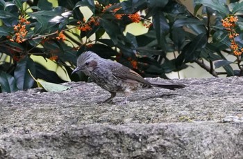 Brown-eared Bulbul Osaka castle park Fri, 10/21/2022