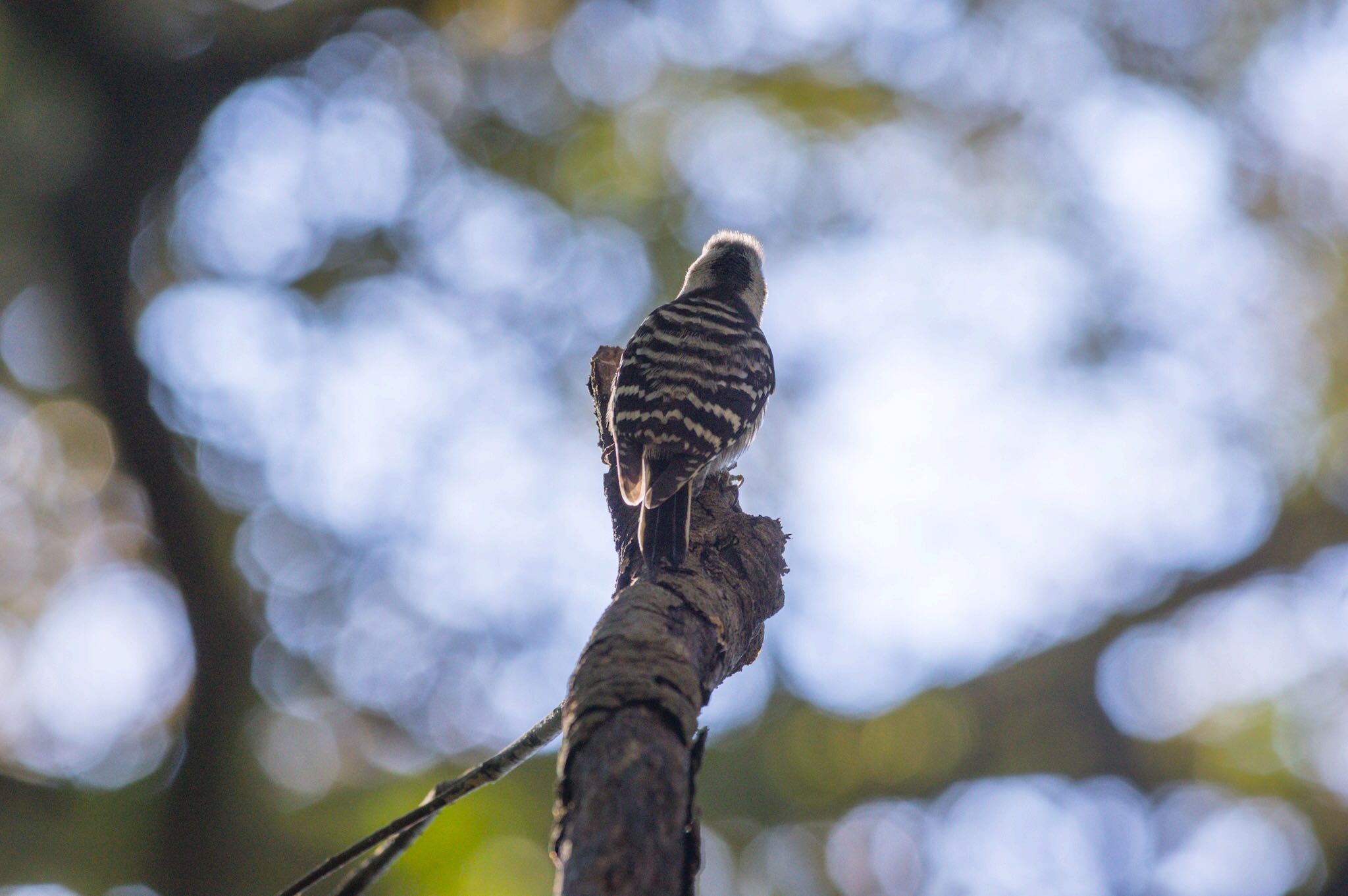 Japanese Pygmy Woodpecker