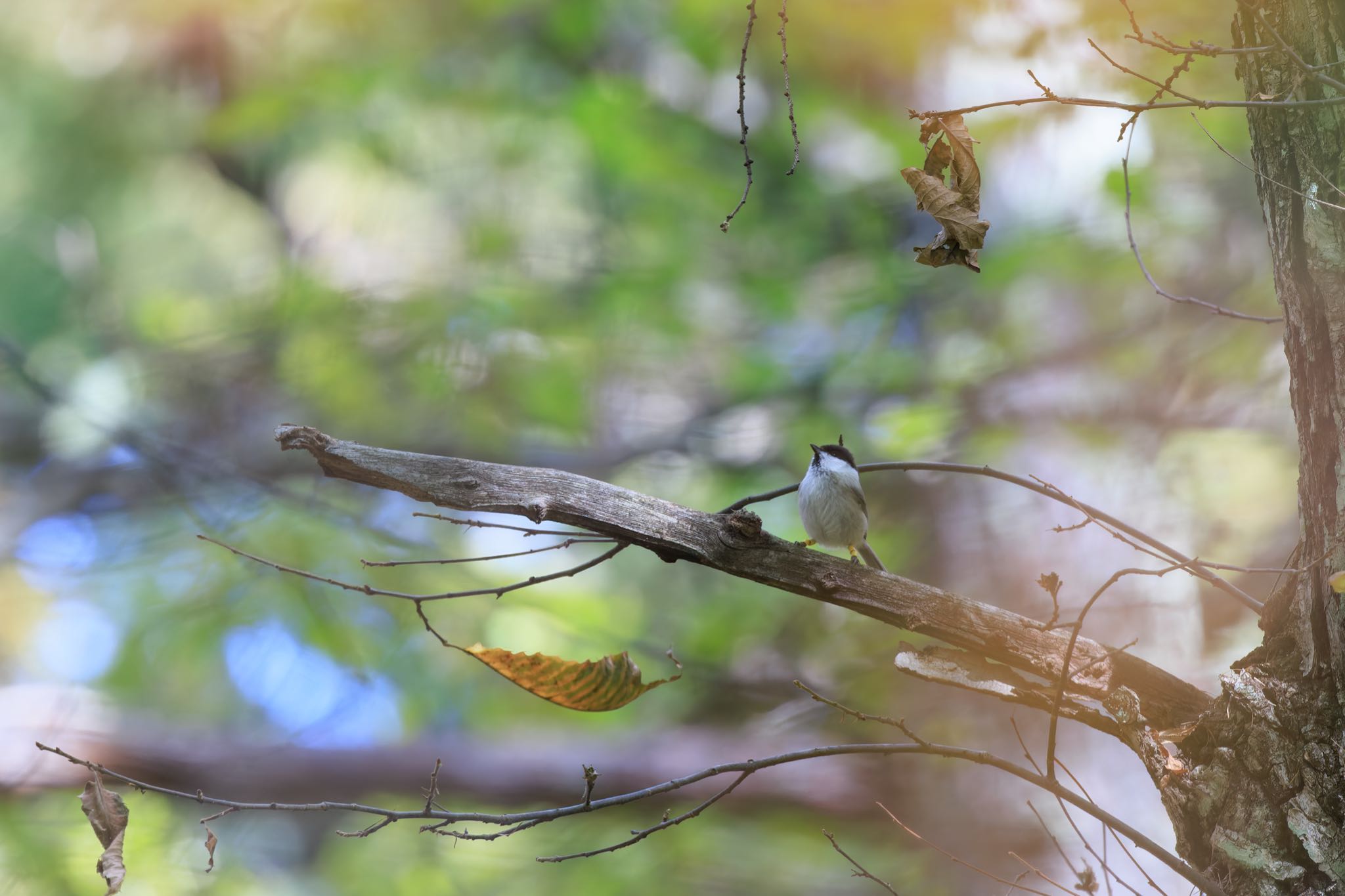 Photo of Willow Tit at Karuizawa wild bird forest by アカウント5104