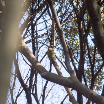 Japanese Green Woodpecker 中山寺(奥之院) Wed, 2/14/2018