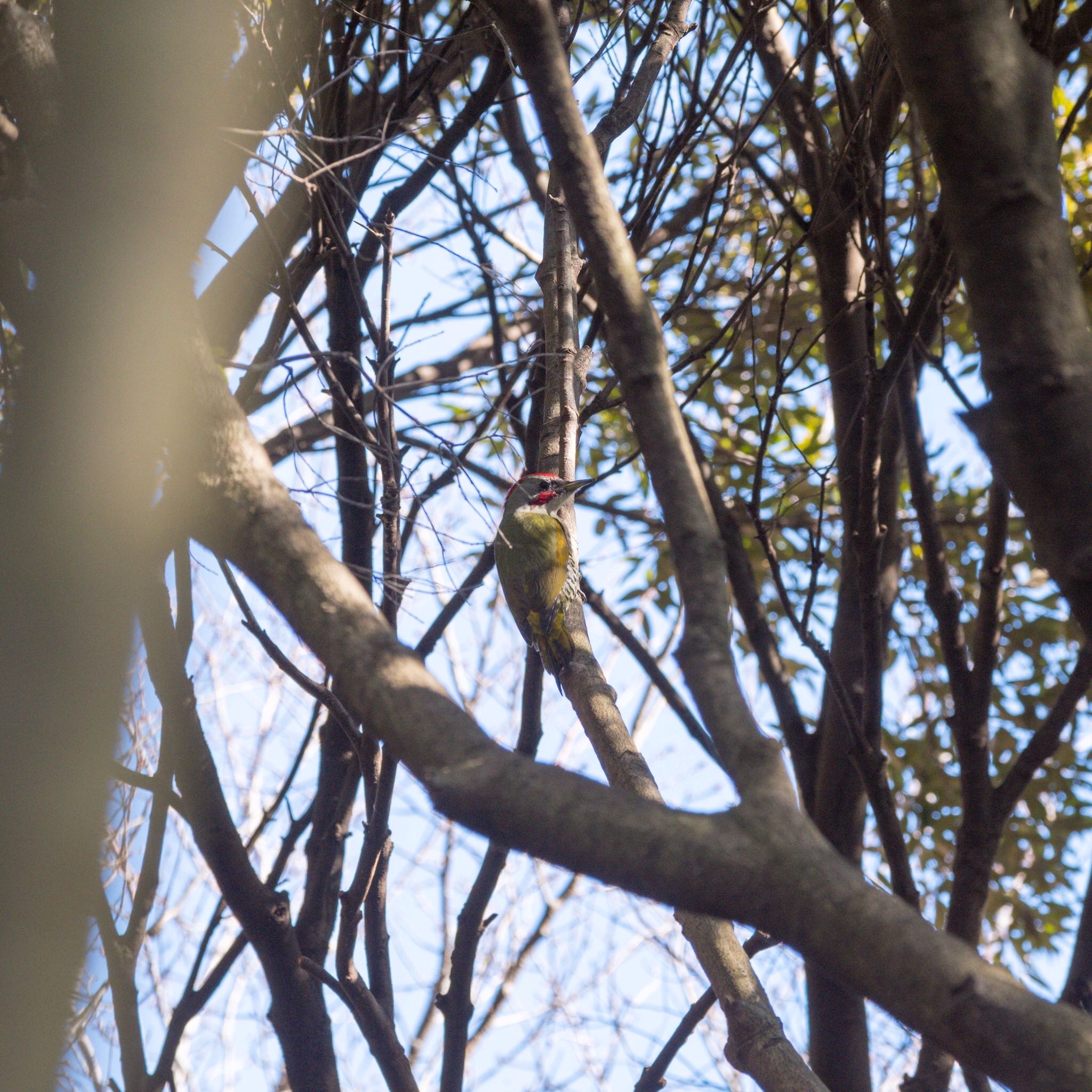 Japanese Green Woodpecker