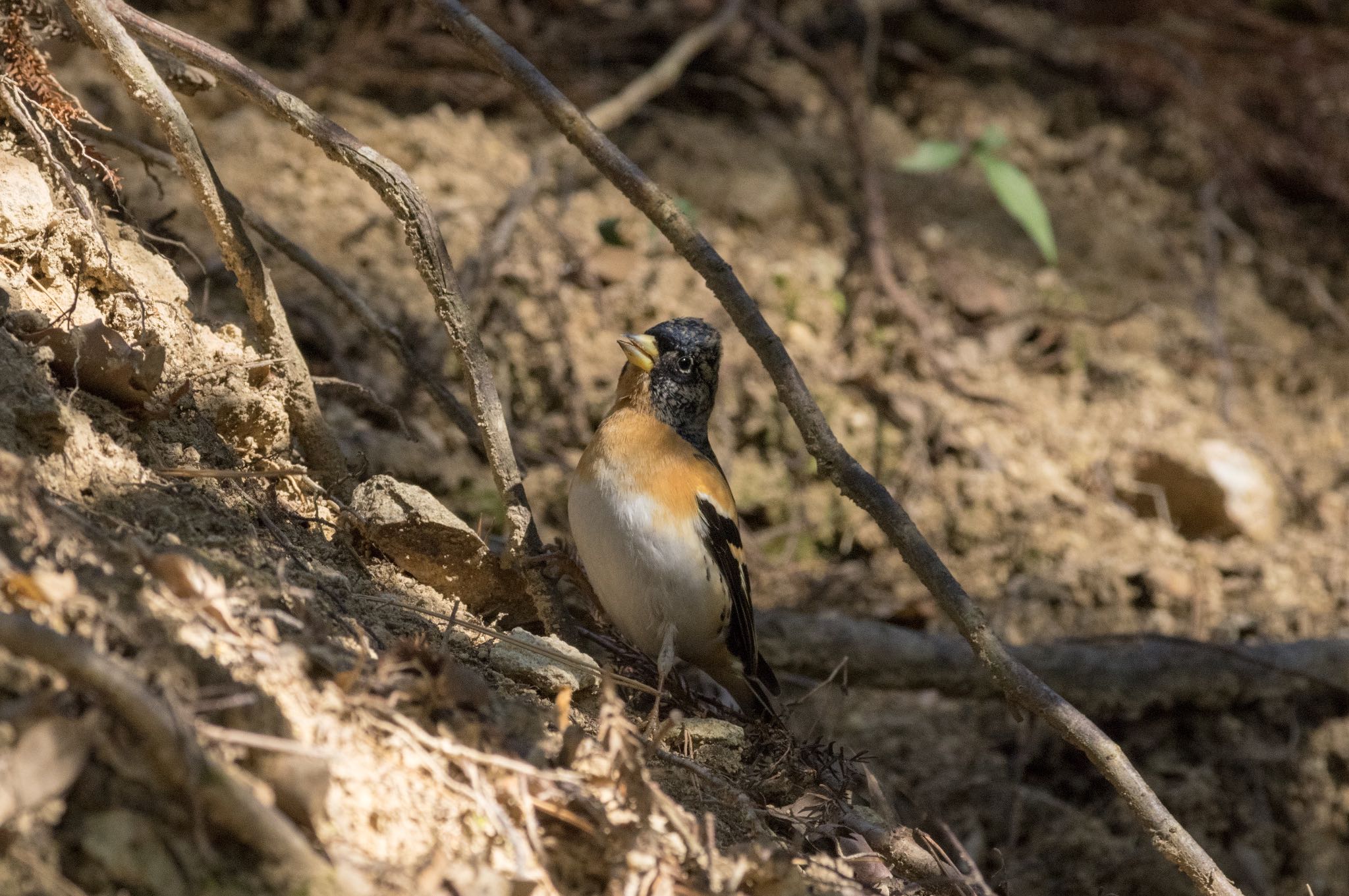 Photo of Brambling at 中山寺(奥之院) by アール・ケー