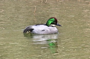 Falcated Duck Unknown Spots Tue, 2/28/2017