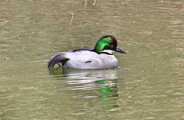 Photo of Falcated Duck at  by Haru Tukasa