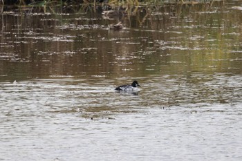 Fri, 10/21/2022 Birding report at 札幌モエレ沼公園