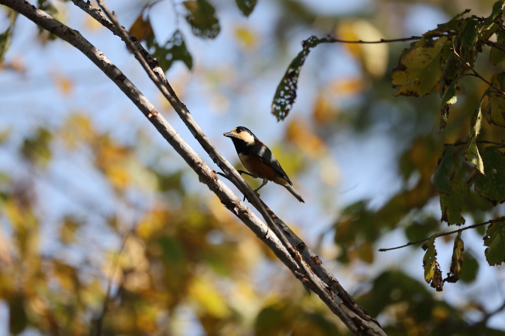 Photo of Varied Tit at 札幌モエレ沼公園 by will 73