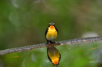 2022年10月19日(水) 権現山(弘法山公園)の野鳥観察記録