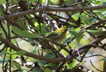 Thu, 10/20/2022 Birding report at 海上の森