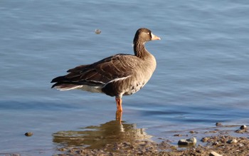 2022年10月20日(木) 勅使池(豊明市)の野鳥観察記録