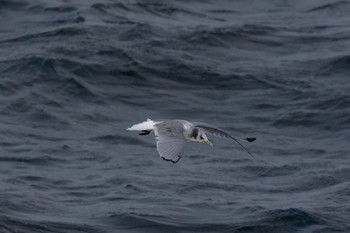 ミツユビカモメ 城ヶ島 2017年3月11日(土)