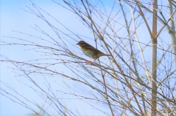 2022年10月21日(金) 勅使池(豊明市)の野鳥観察記録