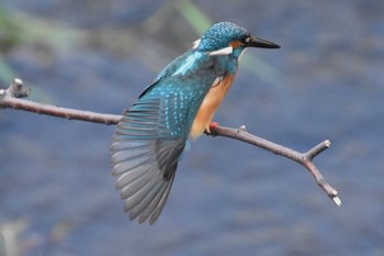 Common Kingfisher 石神井川 Fri, 10/21/2022