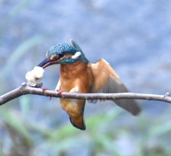 Common Kingfisher 石神井川 Fri, 10/21/2022